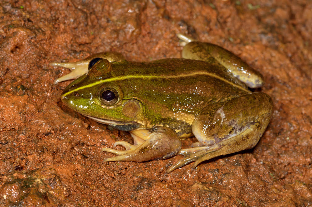 New species of skittering frog discovered from the west coast of India